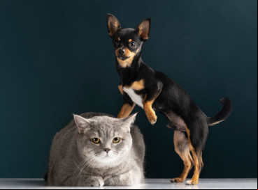 Gato e cachorro 