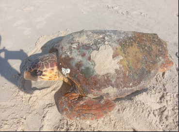 O animal estava com uma corda entrelaçada na nadadeira quando foi resgatada por uma equipe do projeto Amigos do Mar, da Apremace 
