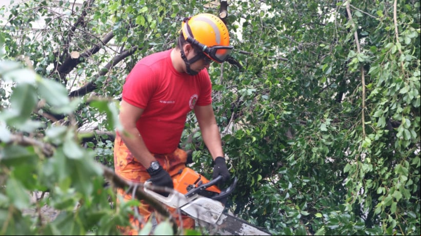 Imagem de apoio ilustrativo. CBMCE registrou 733 ocorrências relacionadas ao corte de árvores em situações preventivas e emergenciais de janeiro a maio de 2025 