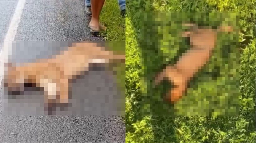 O animal que foi atropelado no Ãºltimo sÃ¡bado, 31, seria o terceiro caso no mÃªs de maio na regiÃ£o de Morrinhos 