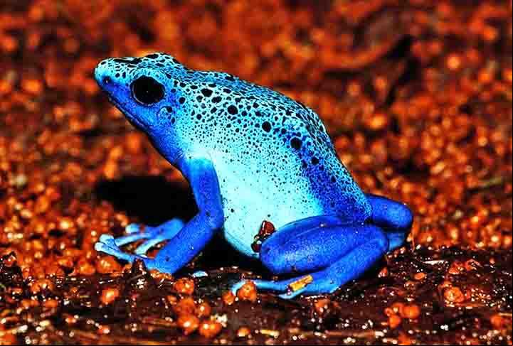As pererecas vivem em árvores e a maioria é da família Hylidae (lê-se hilide), embora haja outras tantas com diferentes espécies. O nome perereca tem origem na palavra pere'reg (“ir aos saltos”) em tupi.