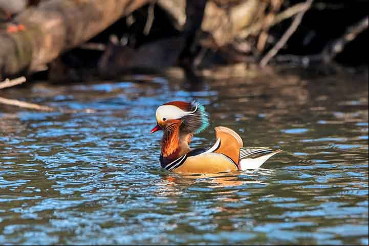Esses patos gostam de estar em pequenas lagoas rodeadas por árvores e evitam lagos ou mar aberto. Eles são ágeis voadores, capazes de ar habilmente por entre árvores.