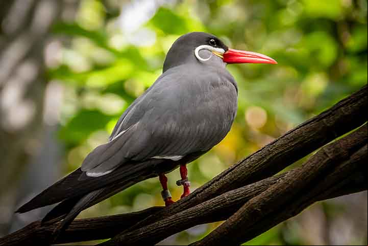Sterna inca: É uma espécie de ave marinha que habita as costas do Pacífico, especialmente ao longo da costa oeste da América do Sul, incluindo o Peru. Essas aves têm um padrão de plumagem distinto, com uma cabeça preta, um corpo branco e uma mancha vermelha ou alaranjada no bico.