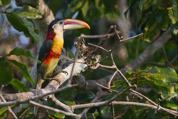 Araçari-mulato: Essas aves são encontradas principalmente nas florestas tropicais da América do Sul, incluindo o Brasil. Elas têm um visual marcante, com um bico longo e colorido, além de plumagem preta, branca e vermelha.