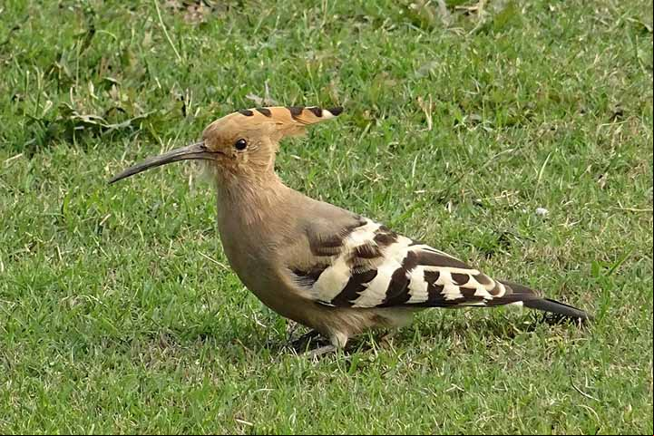Essas aves são conhecidas por seus hábitos alimentares incomuns. Elas se alimentam principalmente de insetos, especialmente de besouros e larvas, mas também podem comer pequenos répteis, anfíbios e até mesmo alguns vegetais.