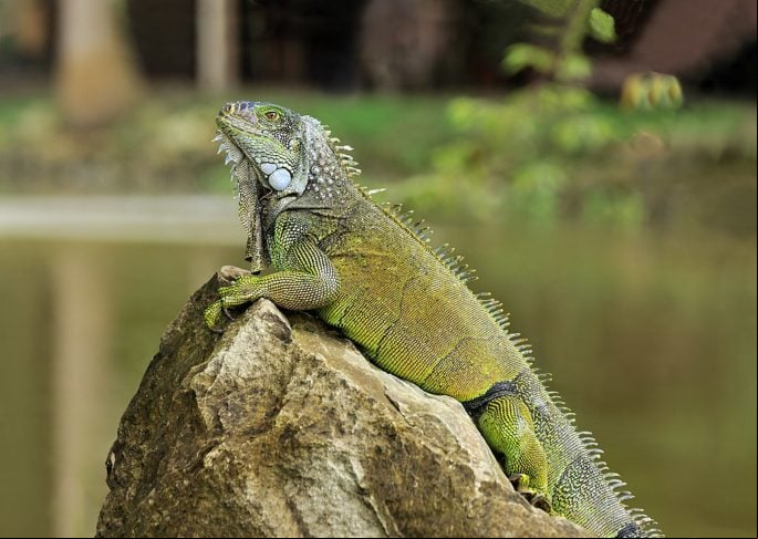 A Agência de Florestas e Conservação da Natureza de Taiwan decidiu abater 120 mil iguanas-verdes para controlar a superpopulação da espécie, que se tornou uma praga em áreas agrícolas.  